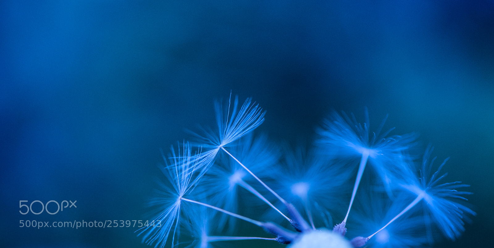 Nikon D850 sample photo. Spring firework photography