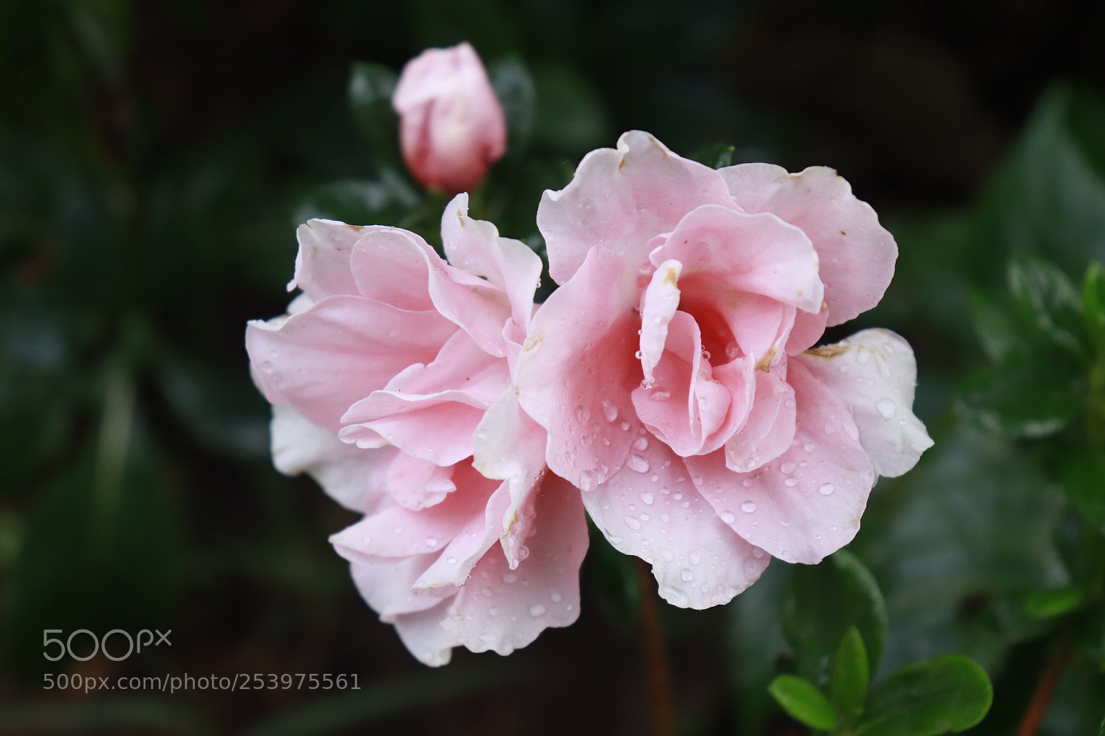 Canon EOS 800D (EOS Rebel T7i / EOS Kiss X9i) sample photo. April showers freshened up photography