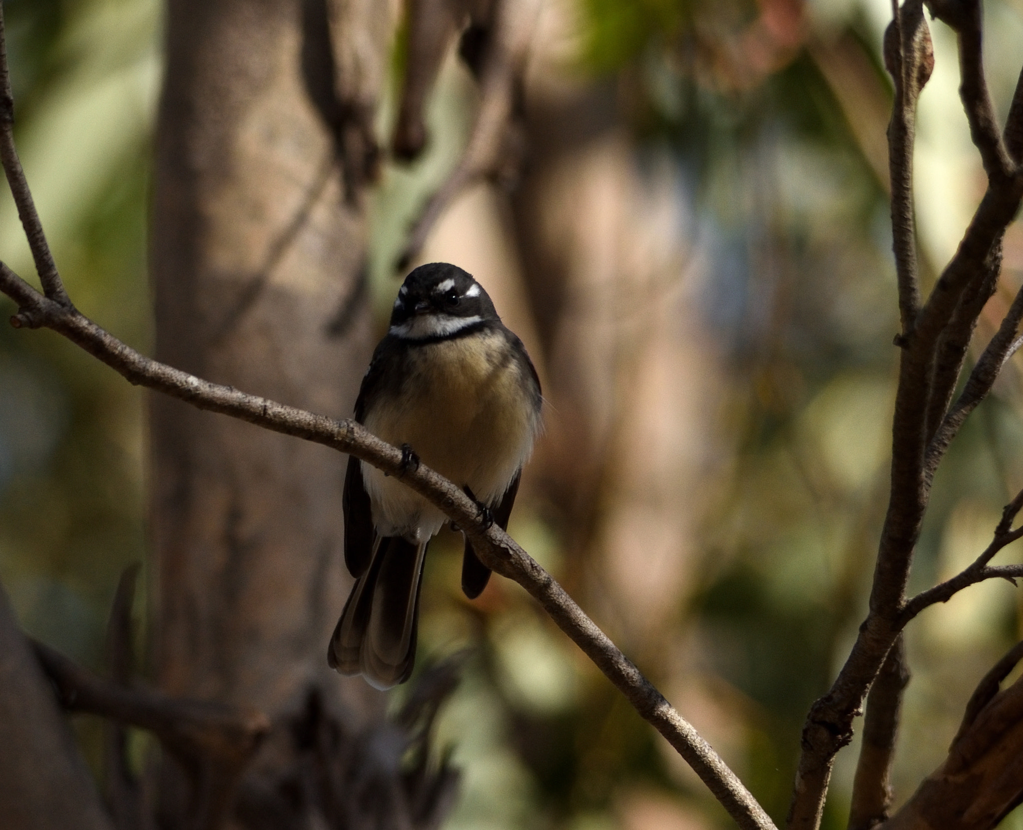 Sigma 150-500mm F5-6.3 DG OS HSM sample photo. Native bird photography