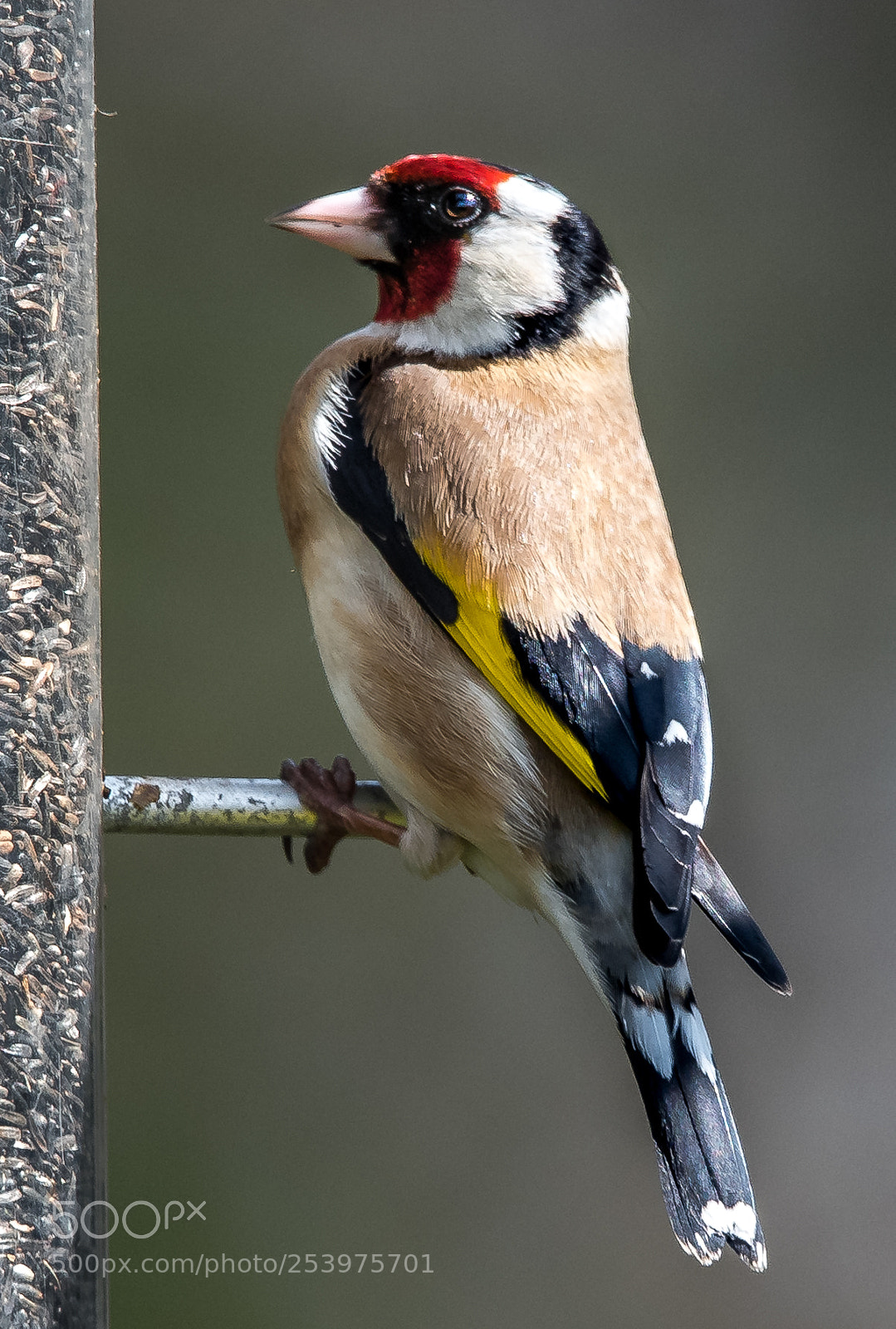 Nikon D850 sample photo. Proud goldfinch photography