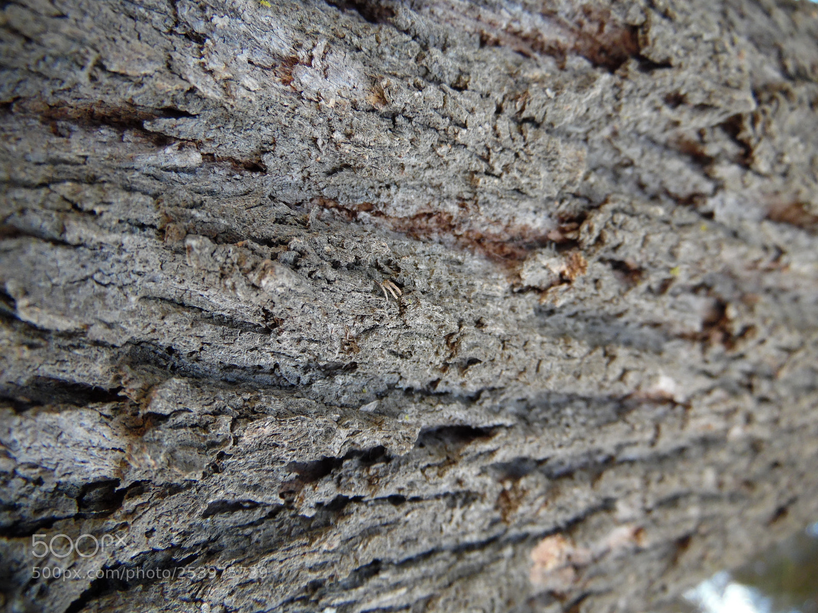 Samsung WB1100F/WB1101F/WB1102F sample photo. "piel de árbol" photography