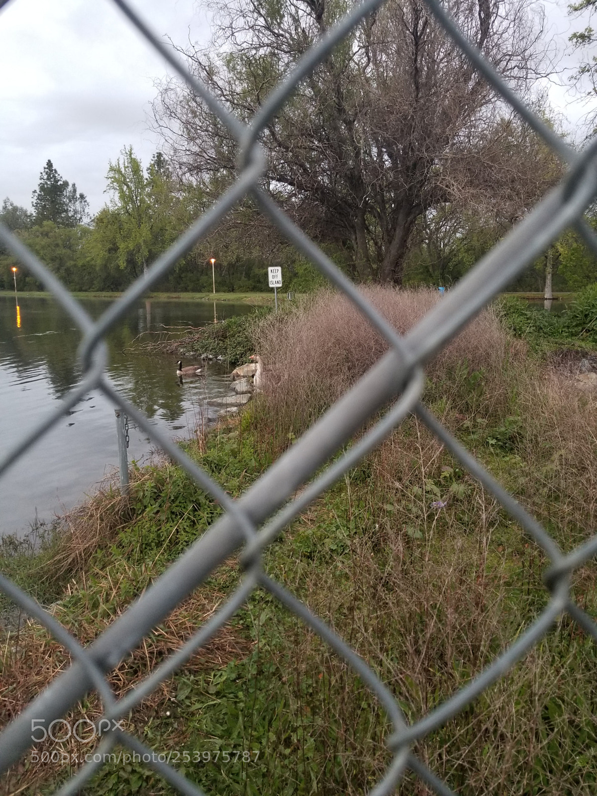 Samsung Galaxy S8+ sample photo. Fence close up photography