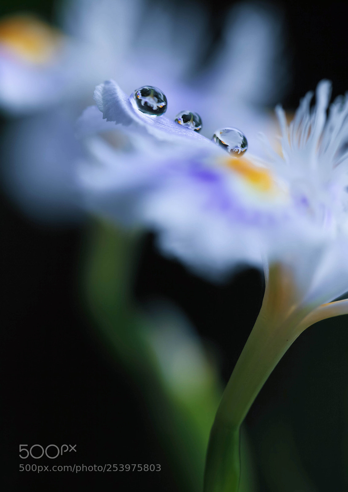 Canon EOS 5D Mark II sample photo. Beautiful drop photography