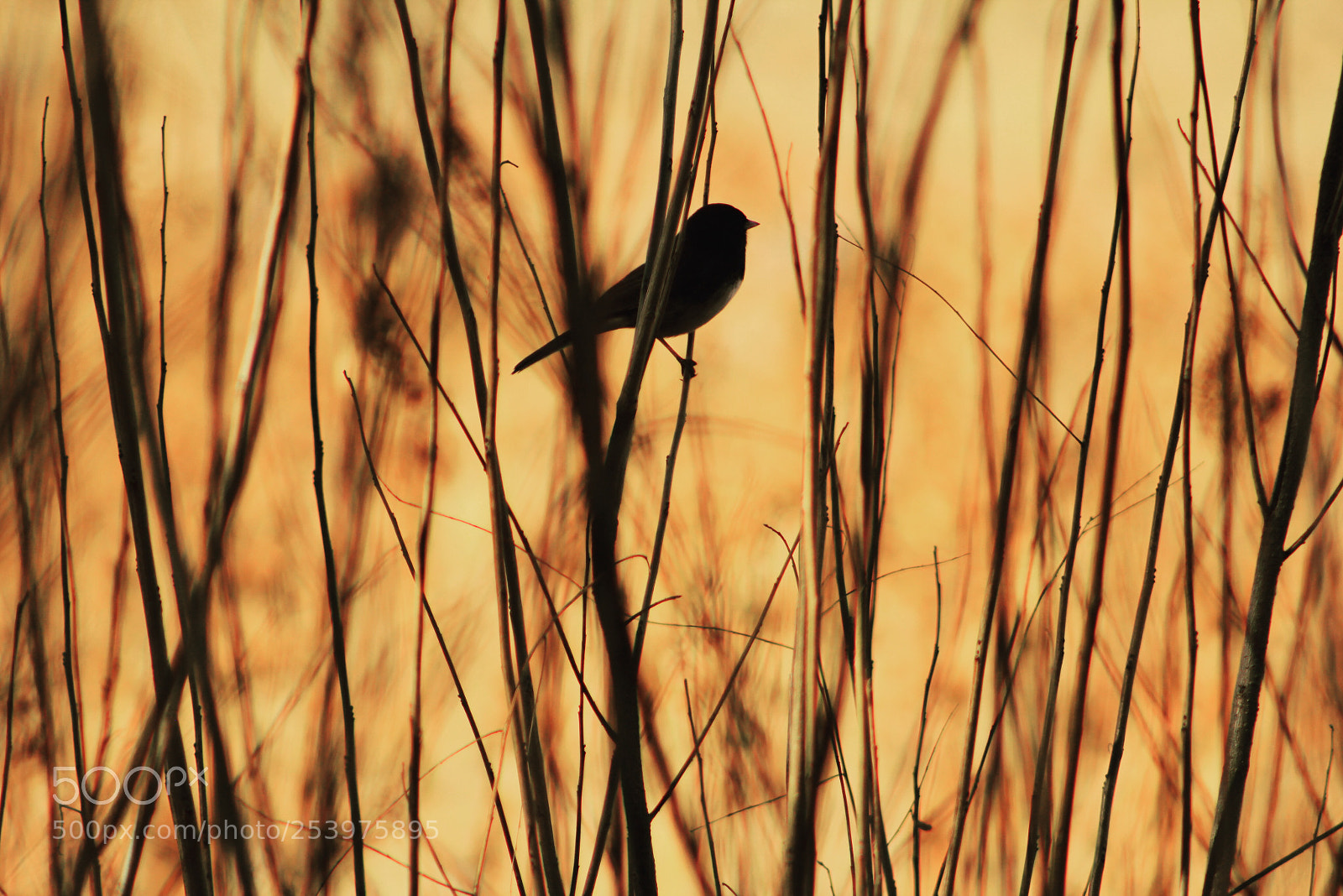 Canon EOS 550D (EOS Rebel T2i / EOS Kiss X4) sample photo. The little shadow.  photography