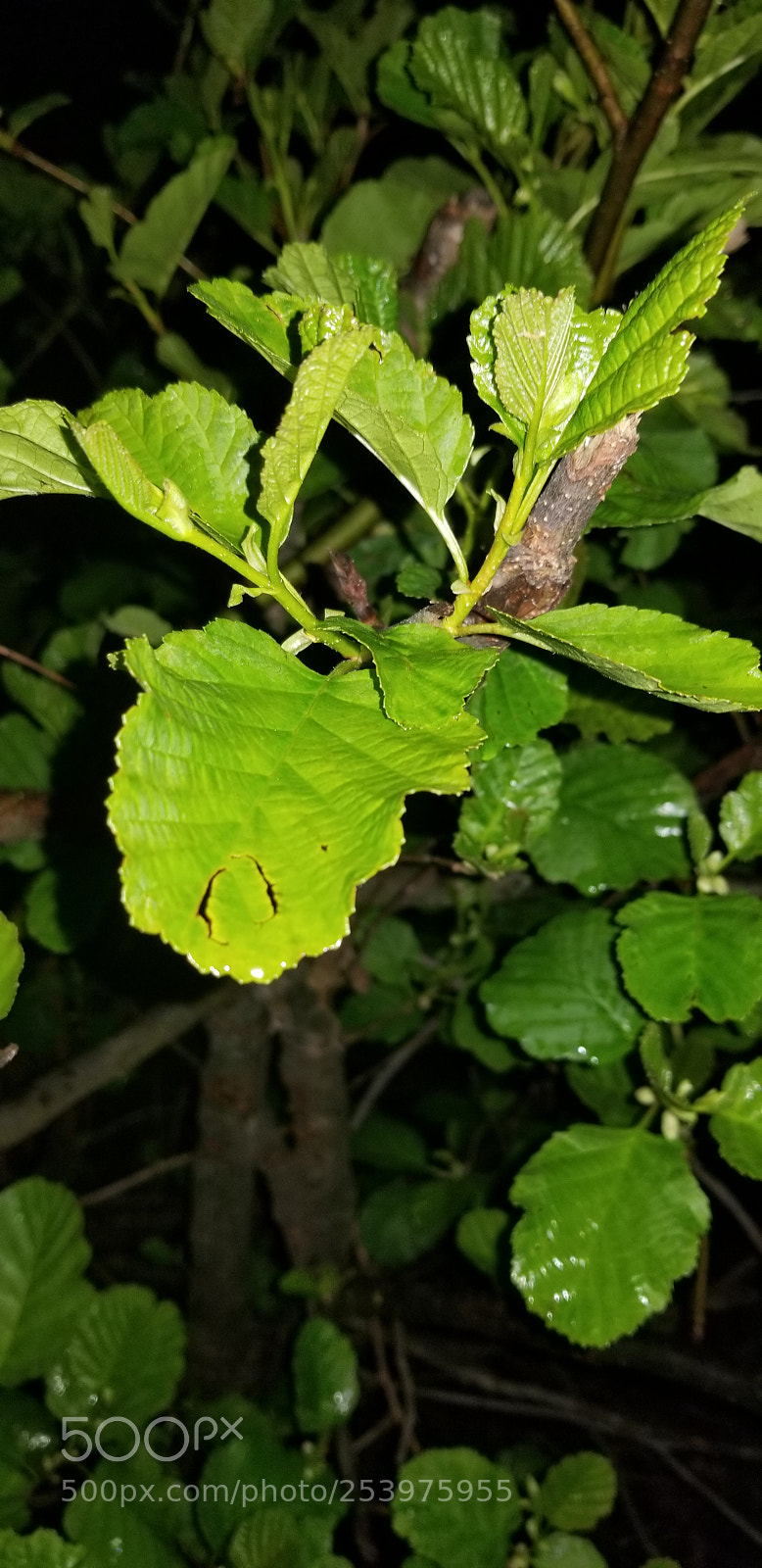 Samsung Galaxy S8+ sample photo. Leaf close up photography