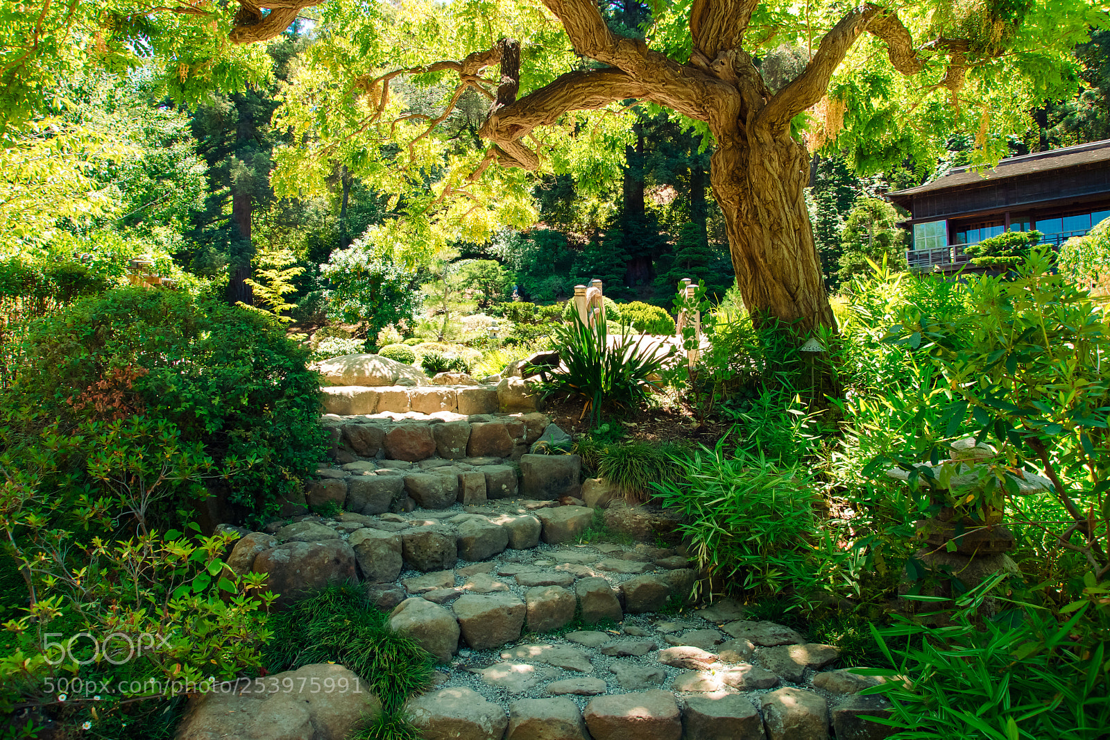Sony SLT-A77 sample photo. Hakone gardens photography
