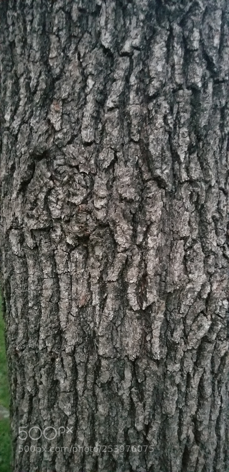 Samsung Galaxy S8+ sample photo. Tree photography
