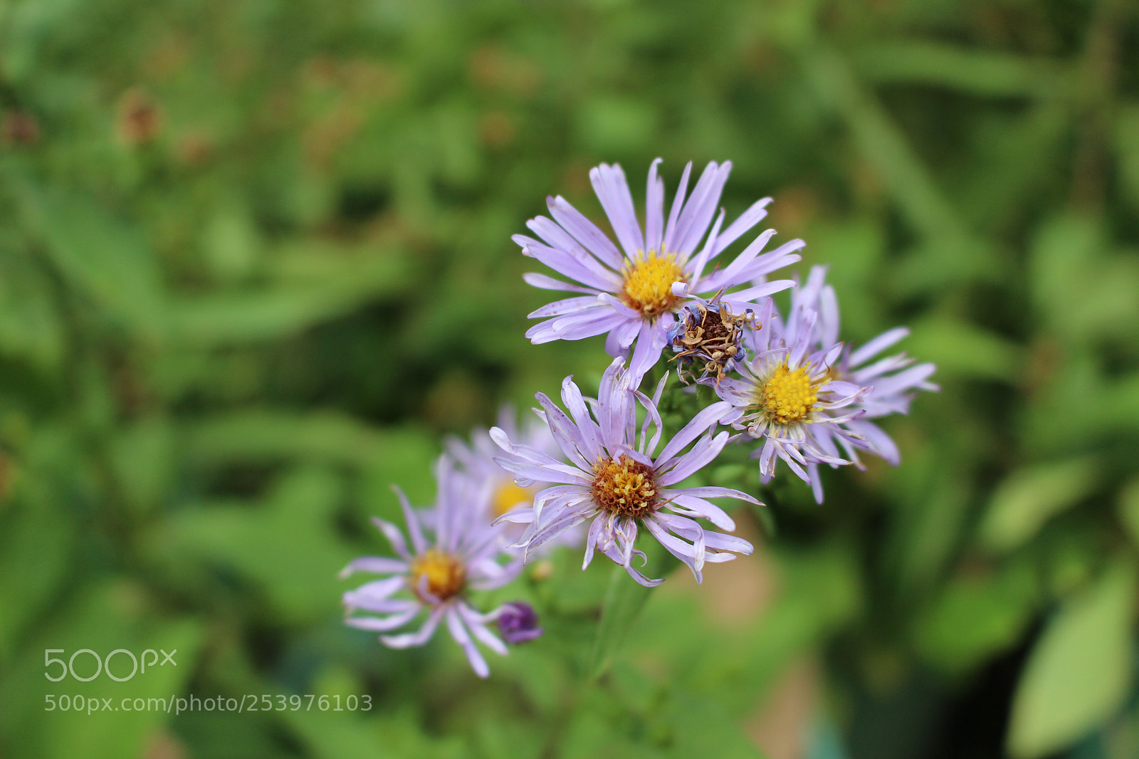 Canon EOS 700D (EOS Rebel T5i / EOS Kiss X7i) sample photo. Rays like that of photography