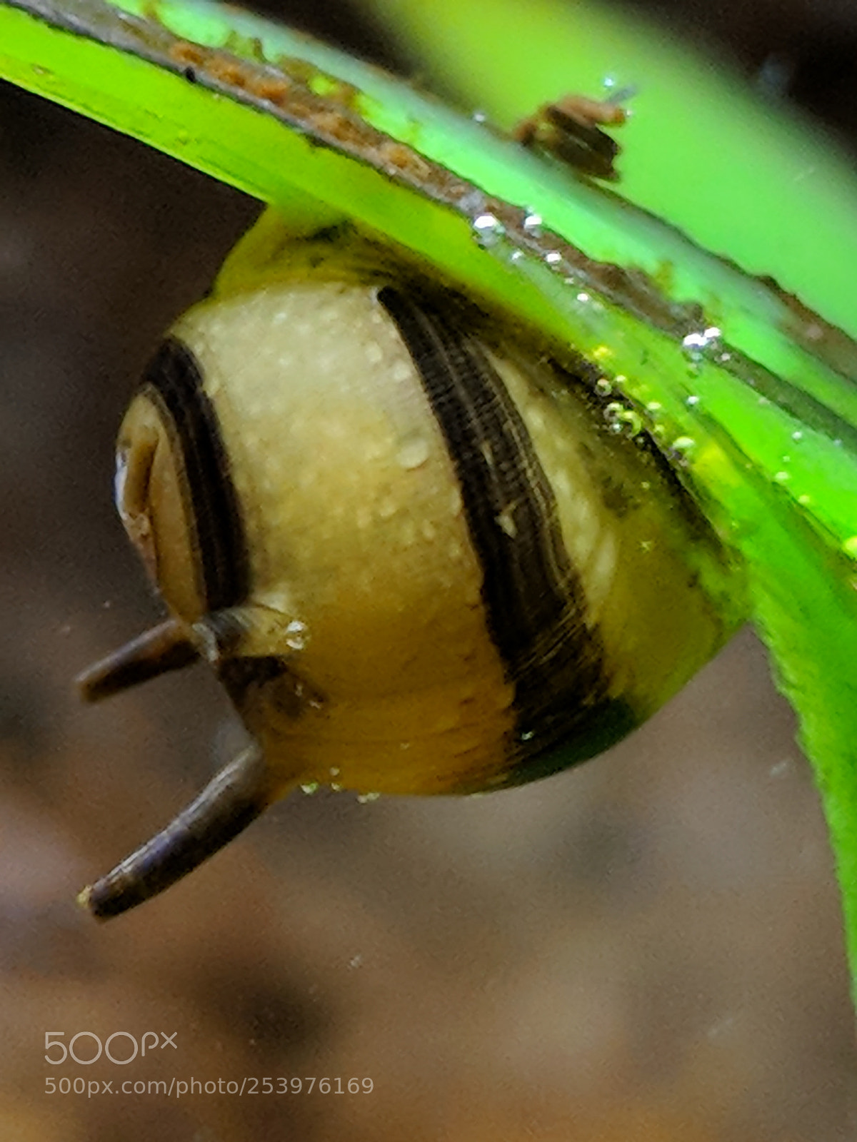 Google Pixel 2 XL sample photo. Nerite horned snail photography