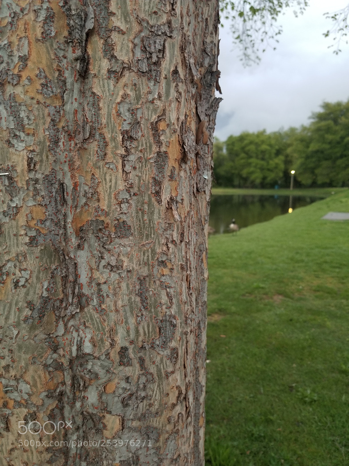 Samsung Galaxy S8+ sample photo. Tree half photography