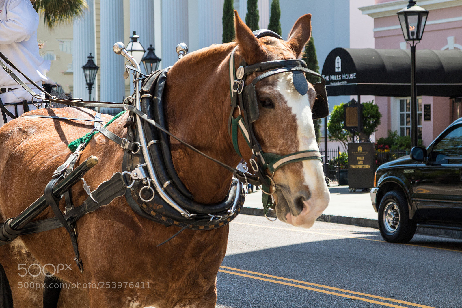 Canon EOS 7D Mark II sample photo. Working horse photography