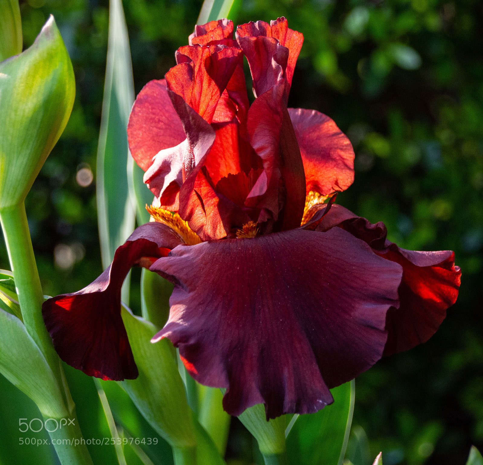 Nikon D7100 sample photo. Iris at sunset photography