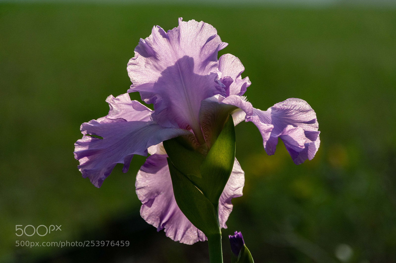 Nikon D7100 sample photo. Iris at sunset photography