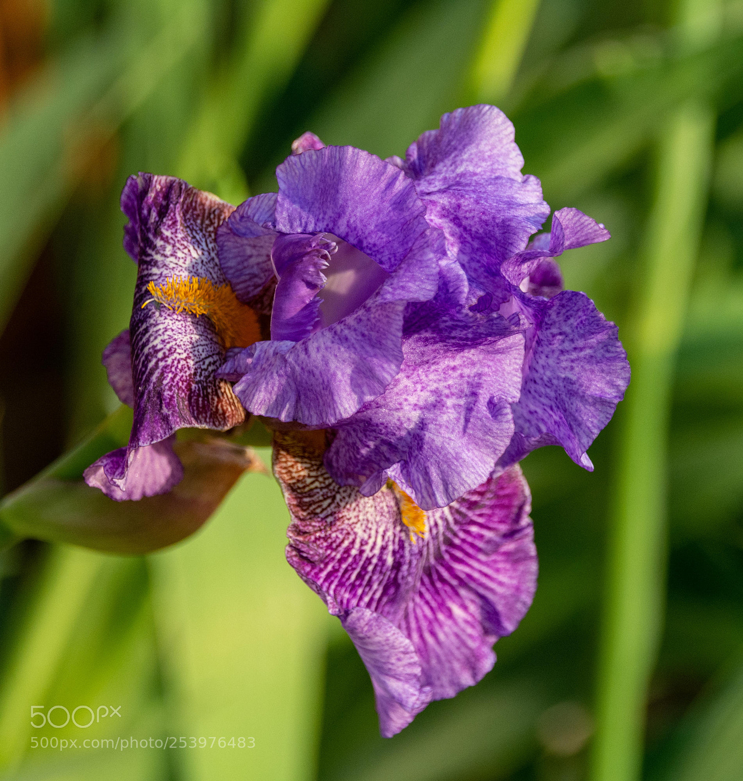 Nikon D7100 sample photo. Iris at sunset photography