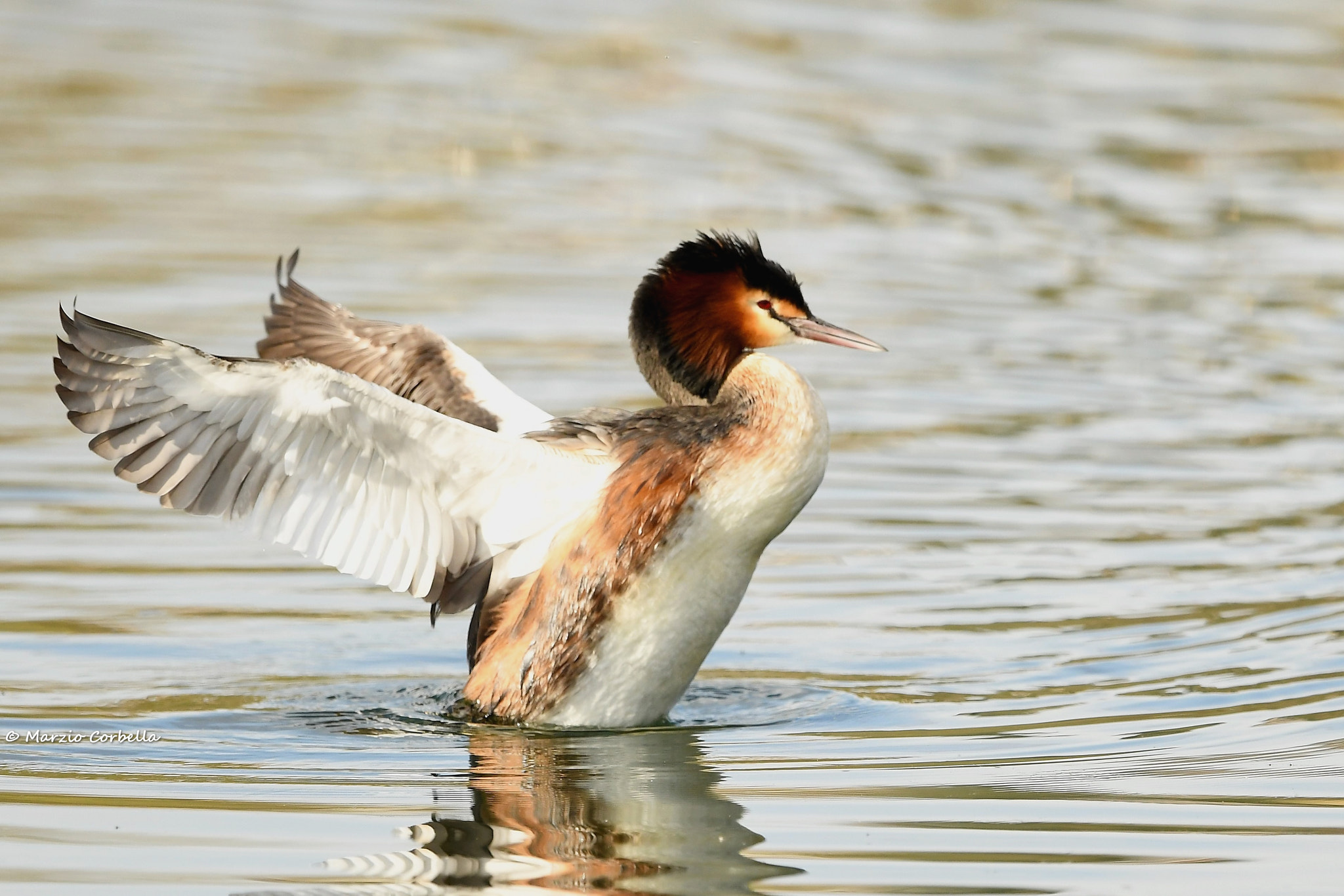 Nikon AF-S Nikkor 500mm F4E FL ED VR sample photo. Stretching photography