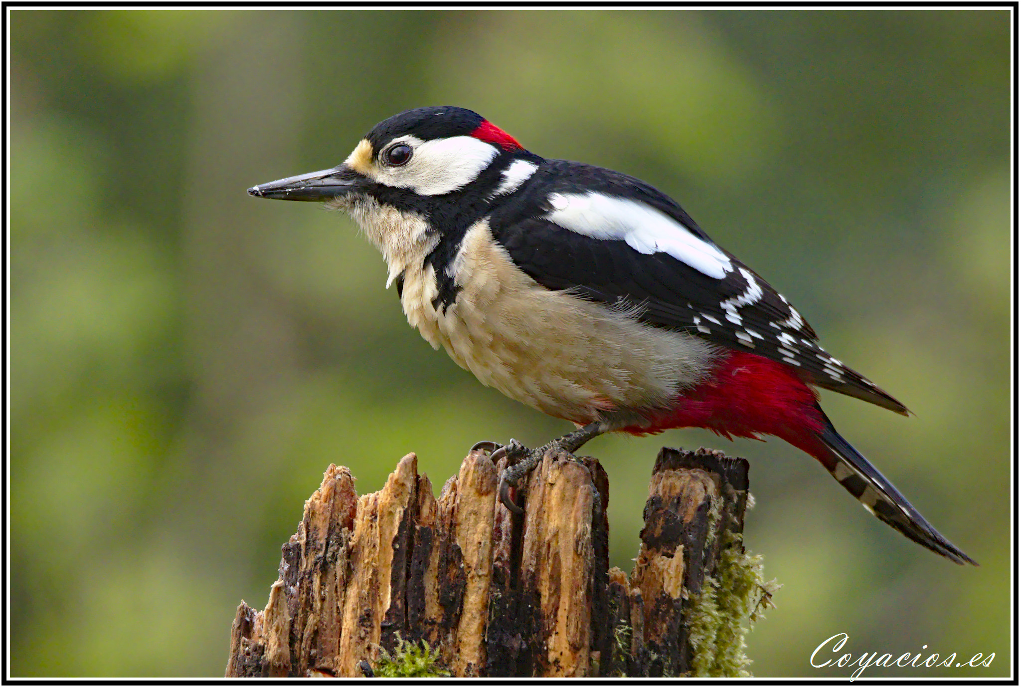 Canon EOS 7D Mark II sample photo. Picapinos ♂ ( dendrocopos major) photography