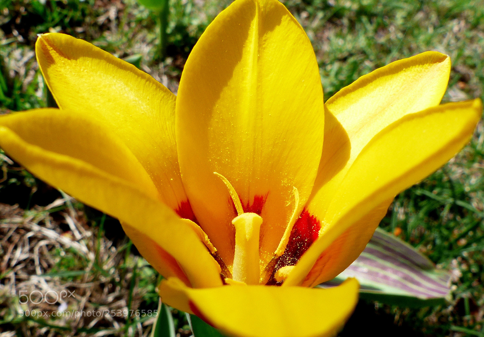 Panasonic Lumix DMC-FZ200 sample photo. Yellow tulip. photography