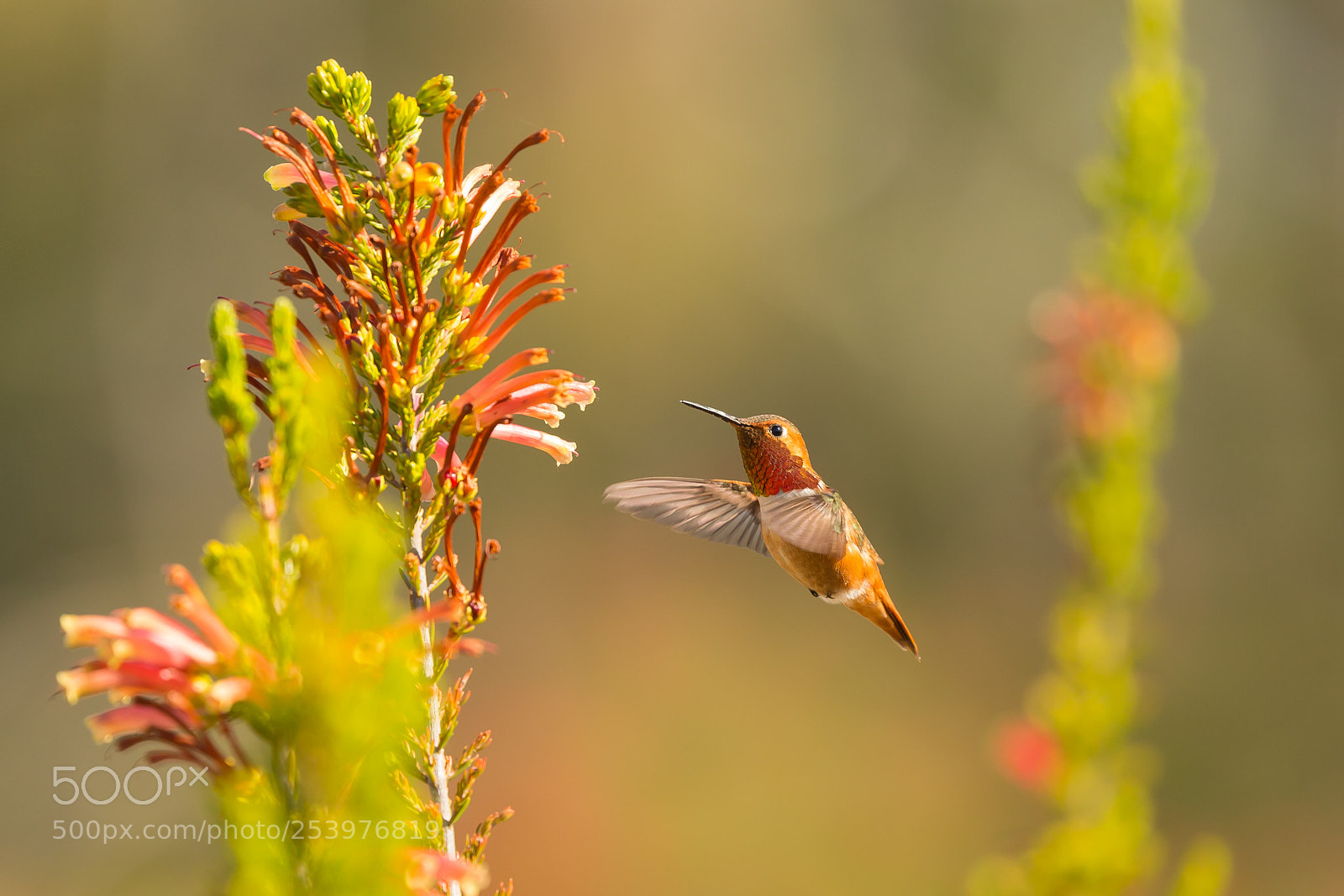 Canon EOS-1D X sample photo. Male allen's hummingbird photography