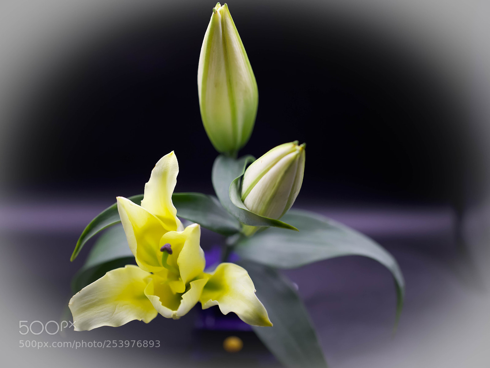 Canon EOS 5D Mark IV sample photo. Lily photography