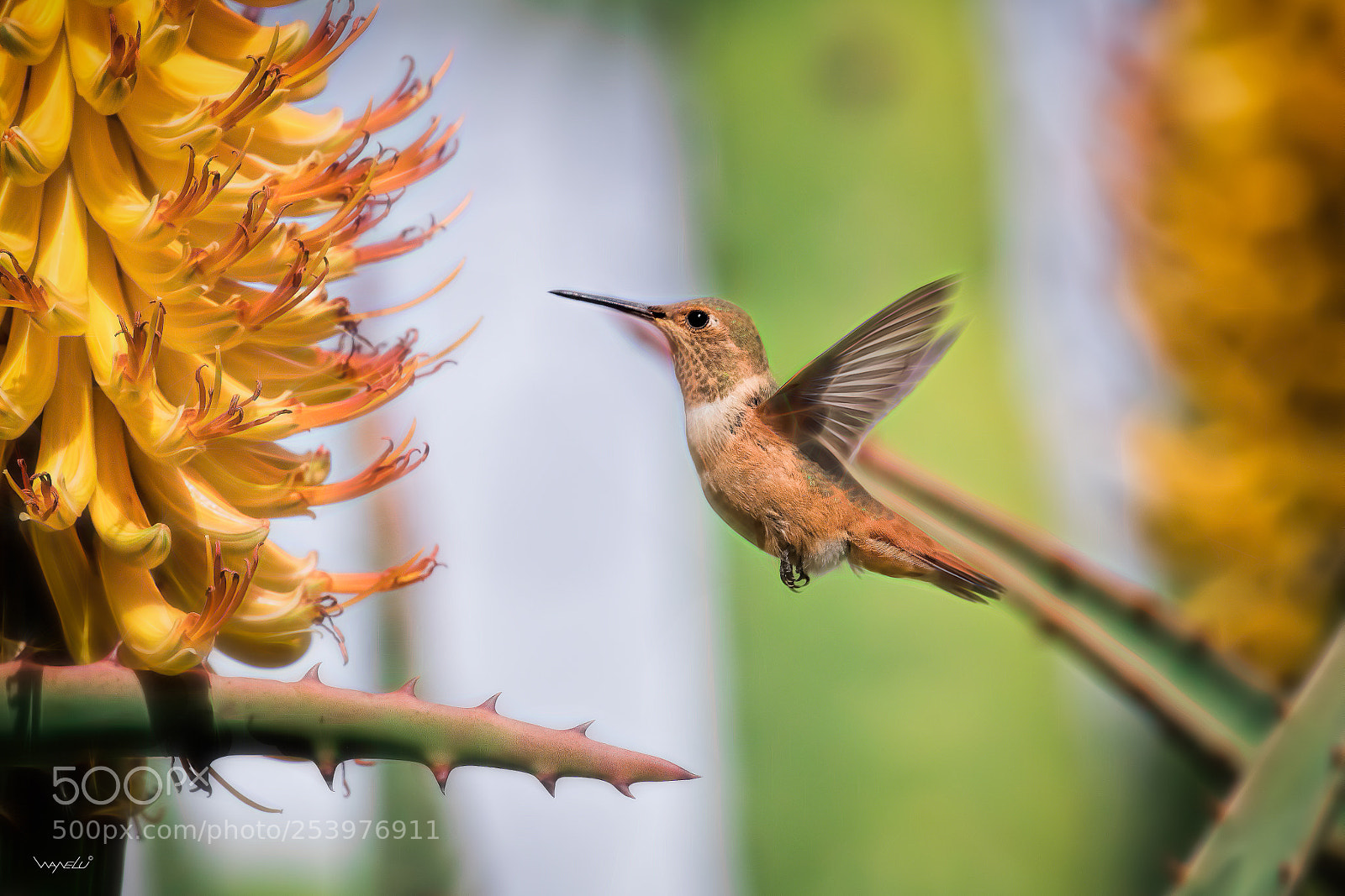 Canon EOS-1D X Mark II sample photo. Hummingbird diaries (110) photography
