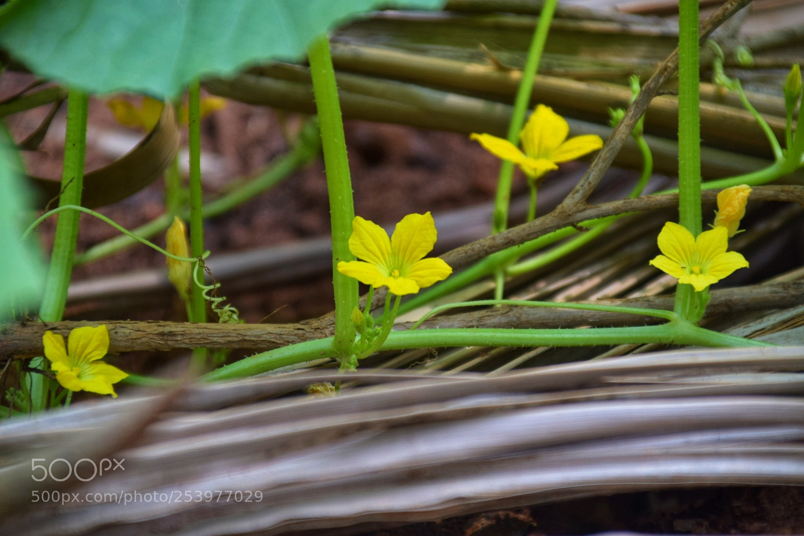 Nikon D5300 sample photo. Pumpkin flower photography