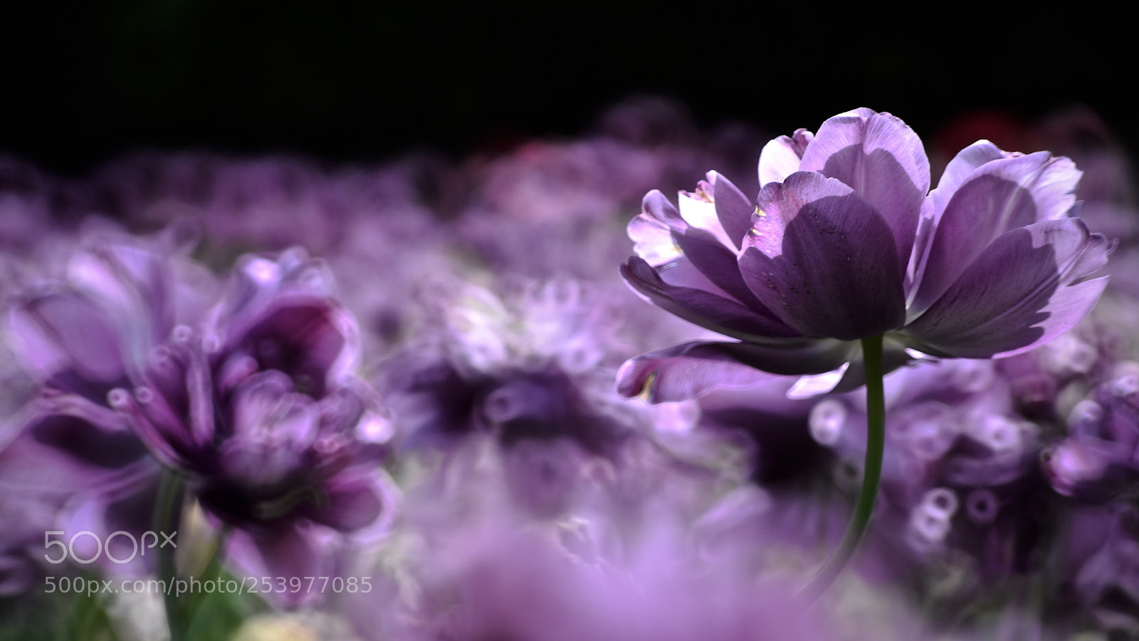 Nikon D610 sample photo. Purple cloud photography