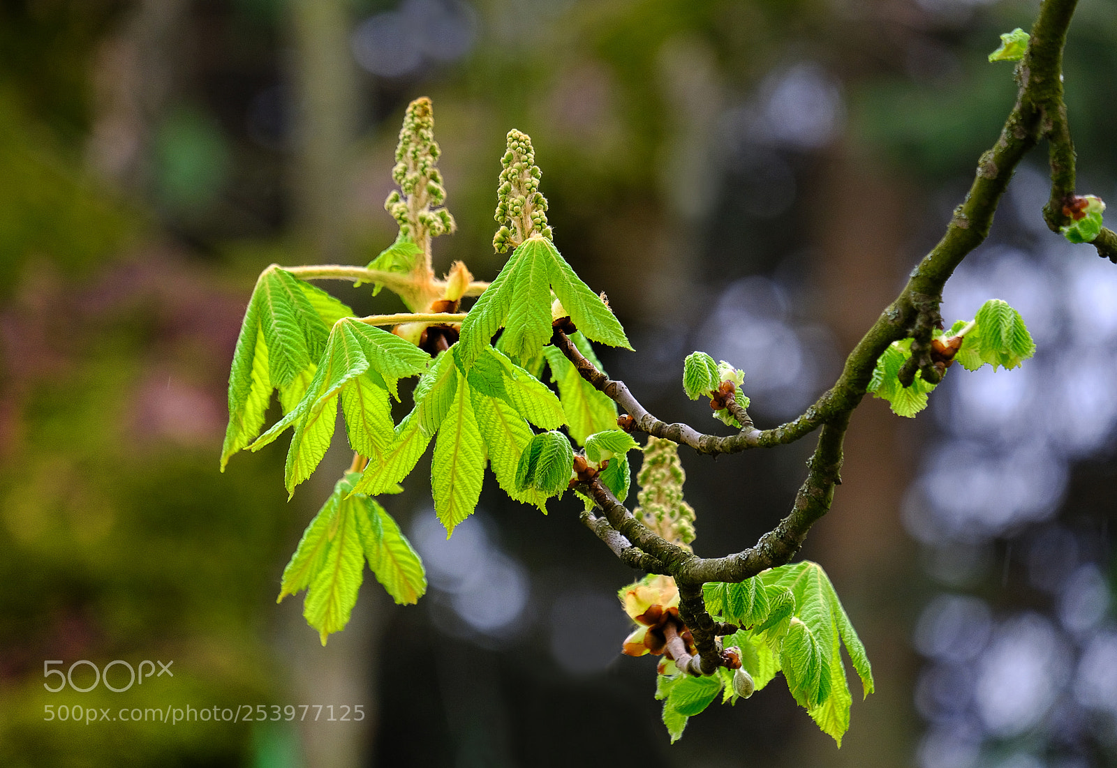 Fujifilm X-T20 sample photo. Chestnuts will soon blossom photography