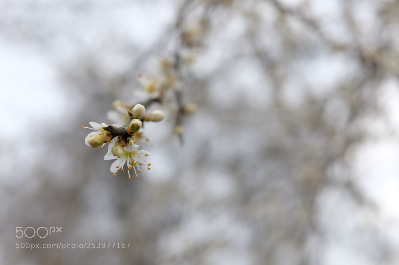 Fujifilm X70 sample photo. Cherry blossom photography