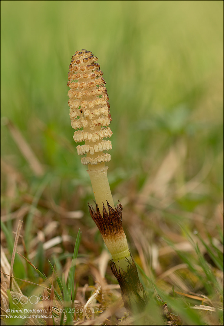 Nikon D850 sample photo. Equisetum arvense photography