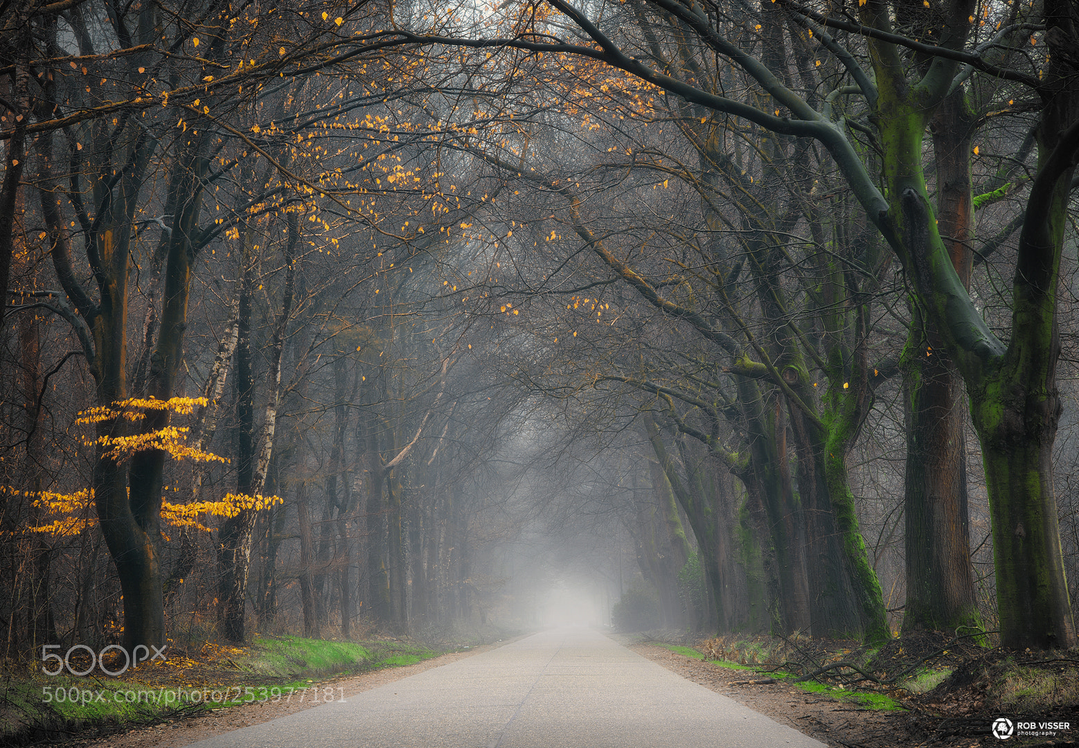 Nikon D5100 sample photo. Seasons mystery photography