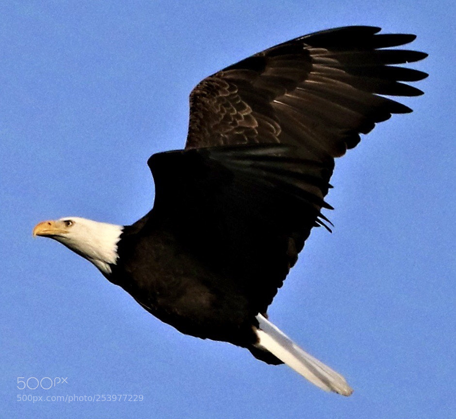 Canon EOS 7D Mark II sample photo. Bald  eagle photography
