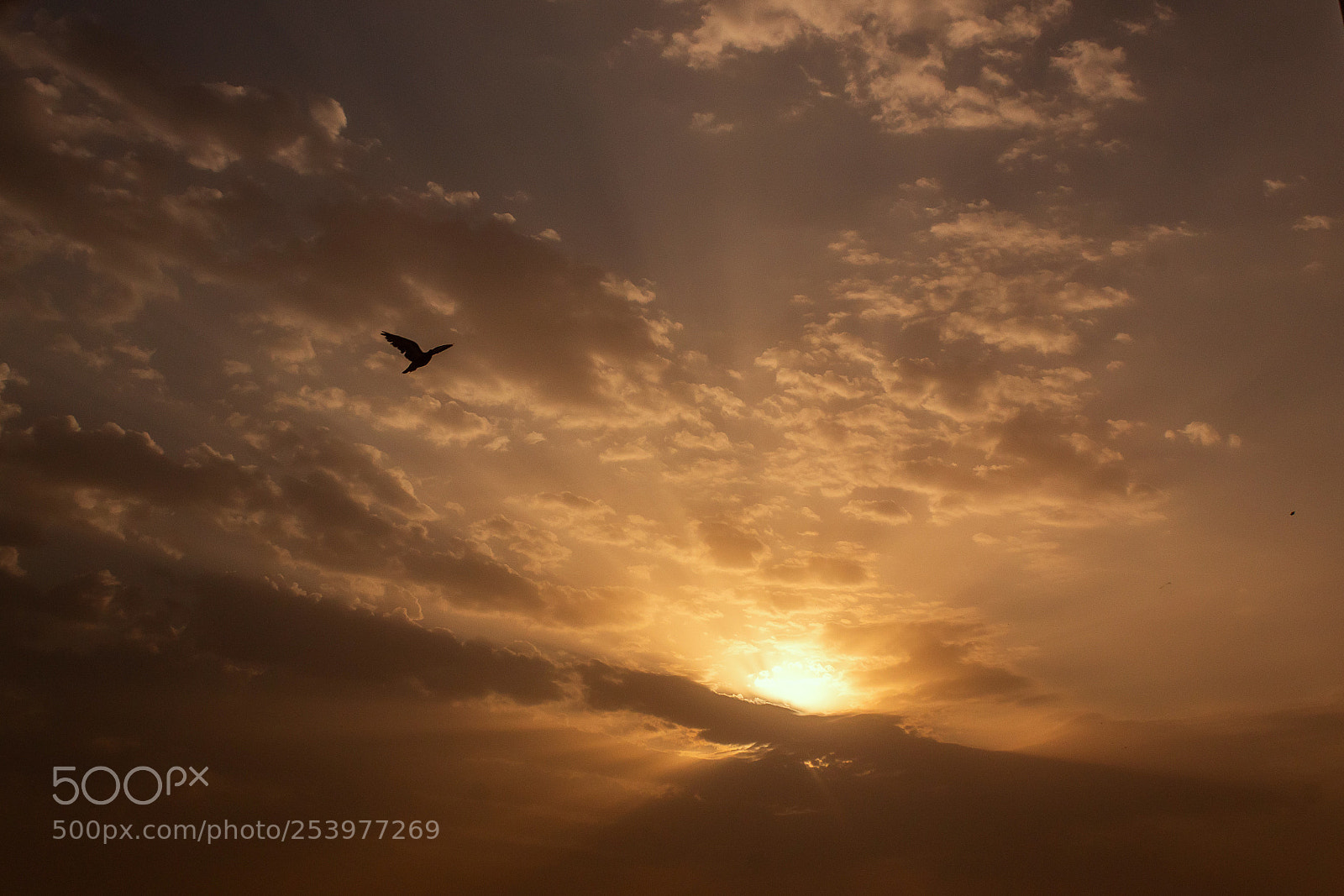 Canon EOS 600D (Rebel EOS T3i / EOS Kiss X5) sample photo. Morning flight photography
