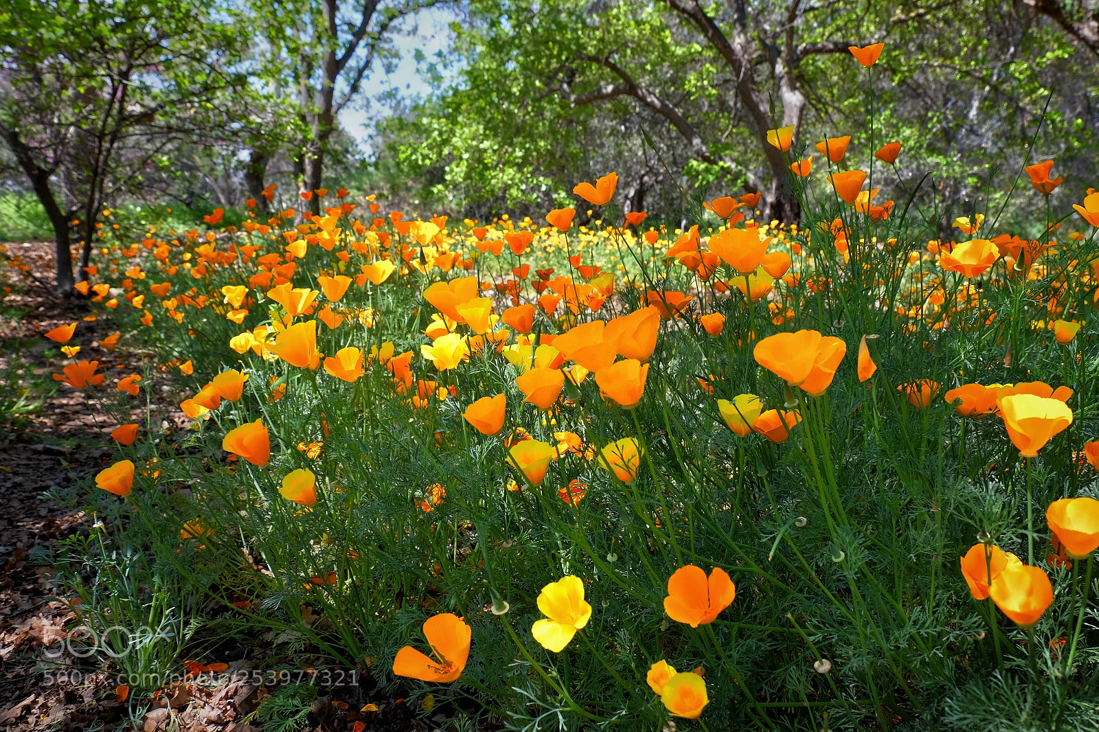 Fujifilm X-T1 sample photo. The poppy field photography