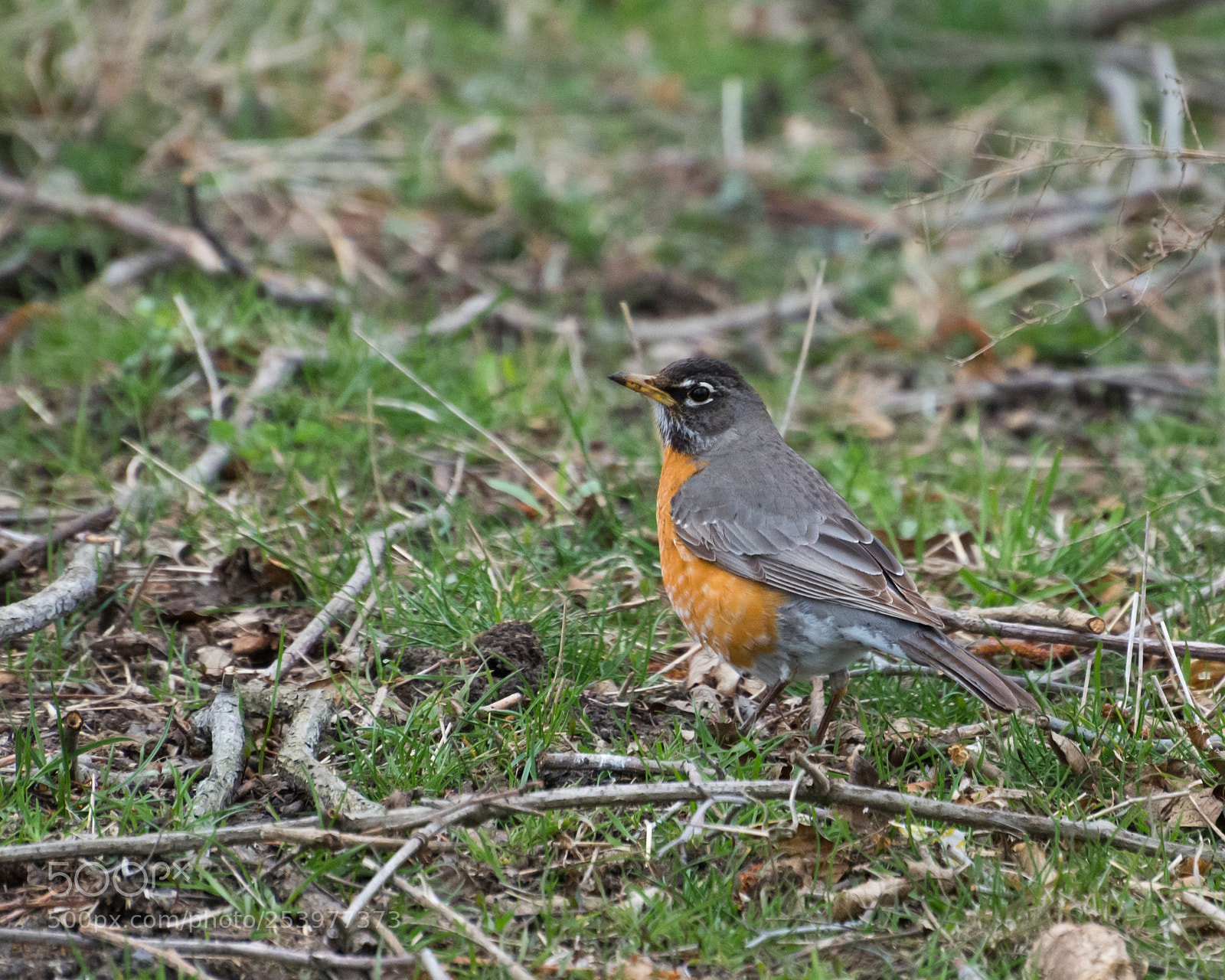 Nikon D7100 sample photo. American robin photography