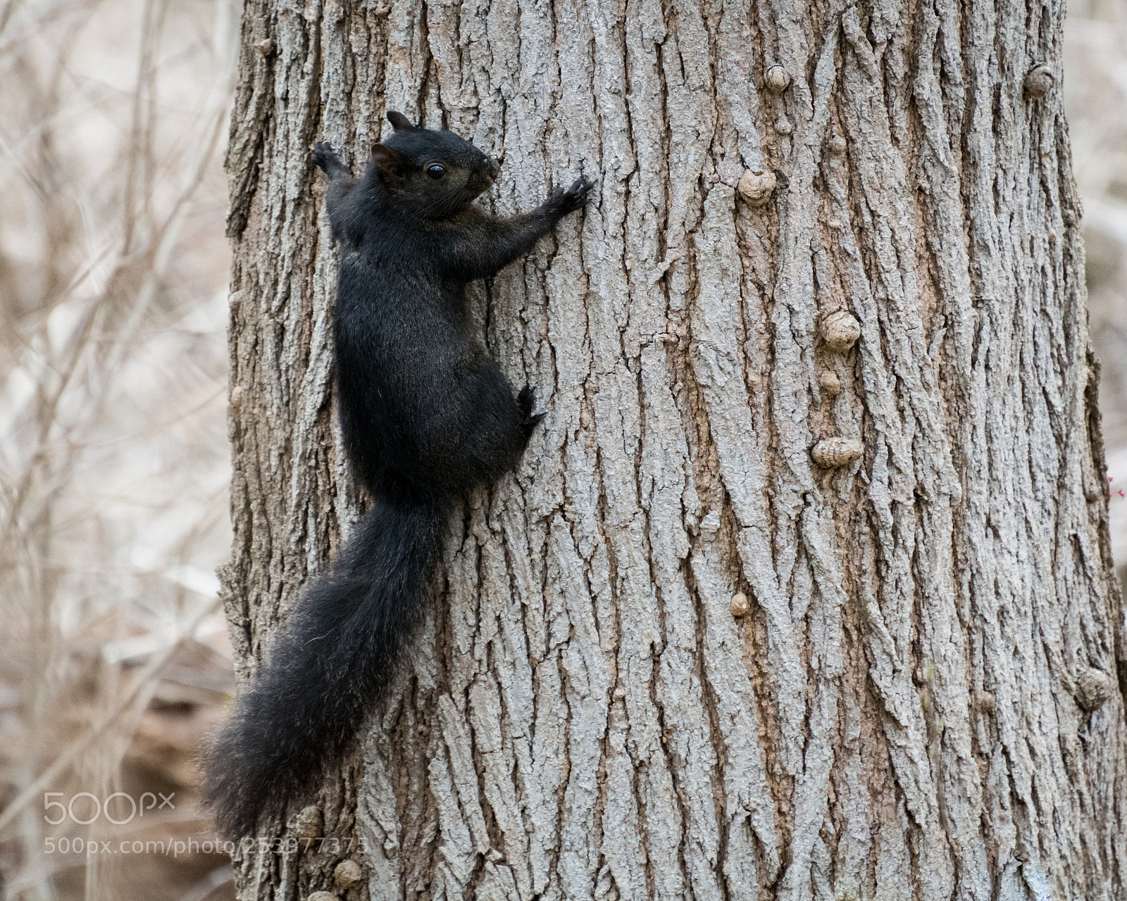 Nikon D7100 sample photo. Melanistic eastern grey squirrel photography
