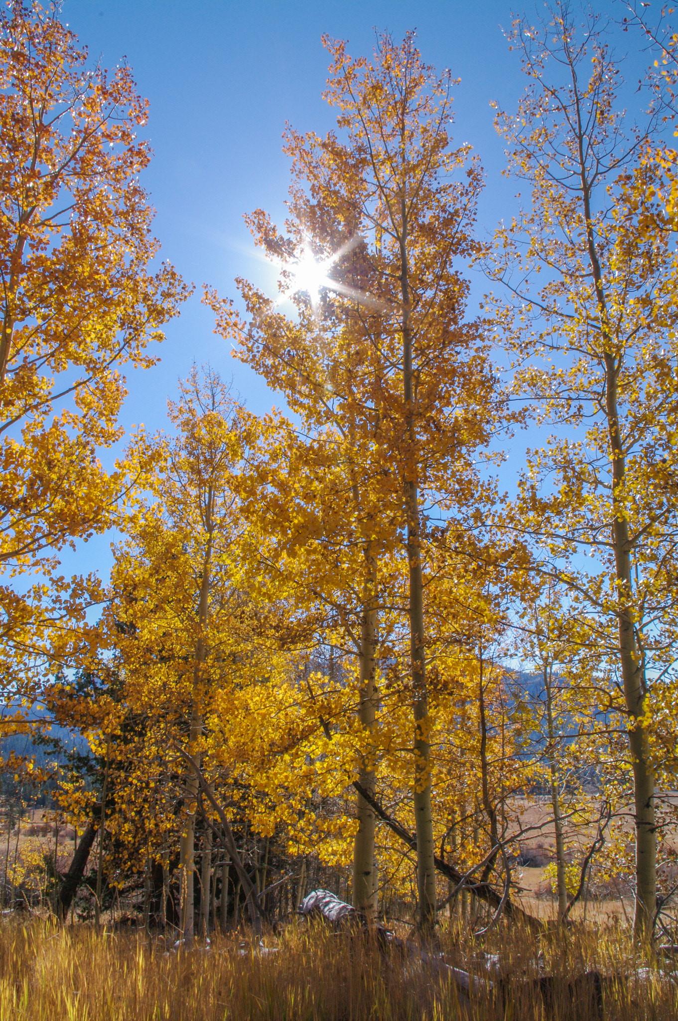 Pentax K-7 sample photo. Solar asterisk photography