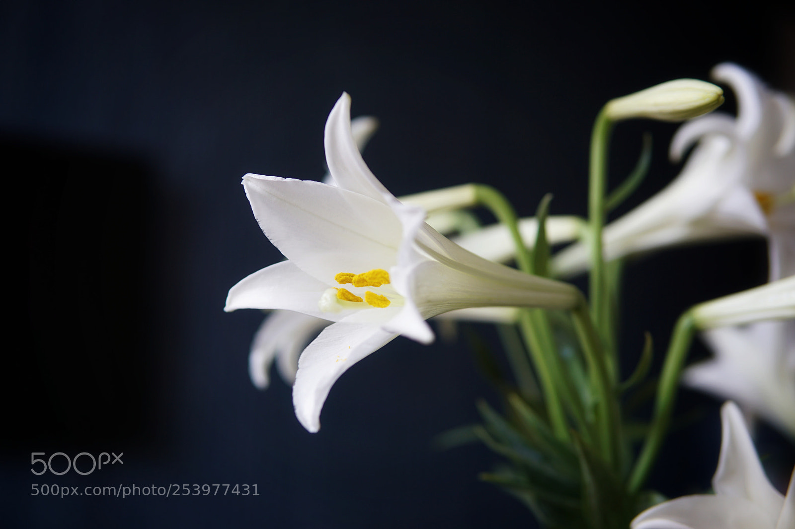 Sony a6000 sample photo. Summer flowers photography