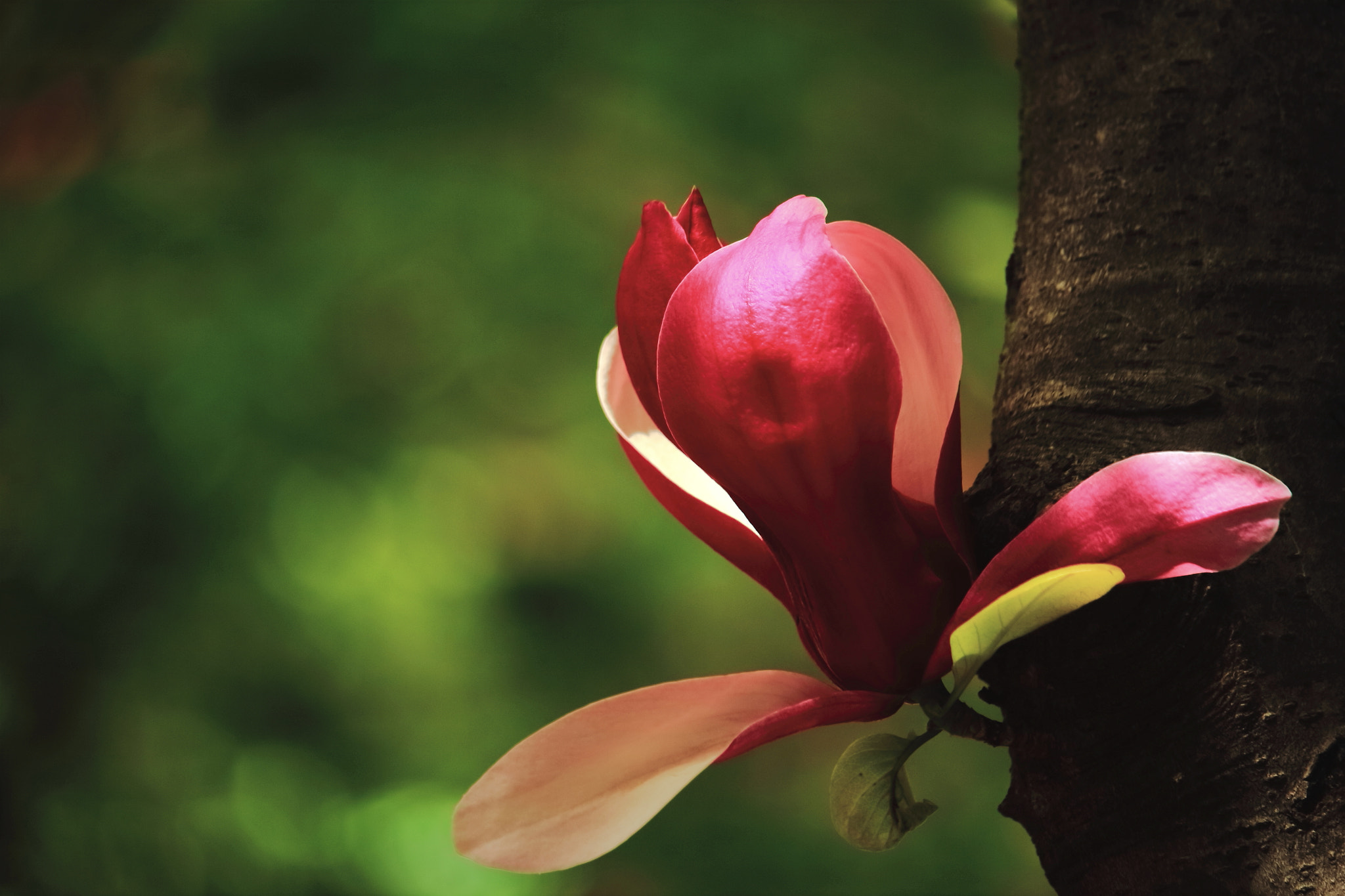 Canon EF-S 55-250mm F4-5.6 IS STM sample photo. A flower late in day photography