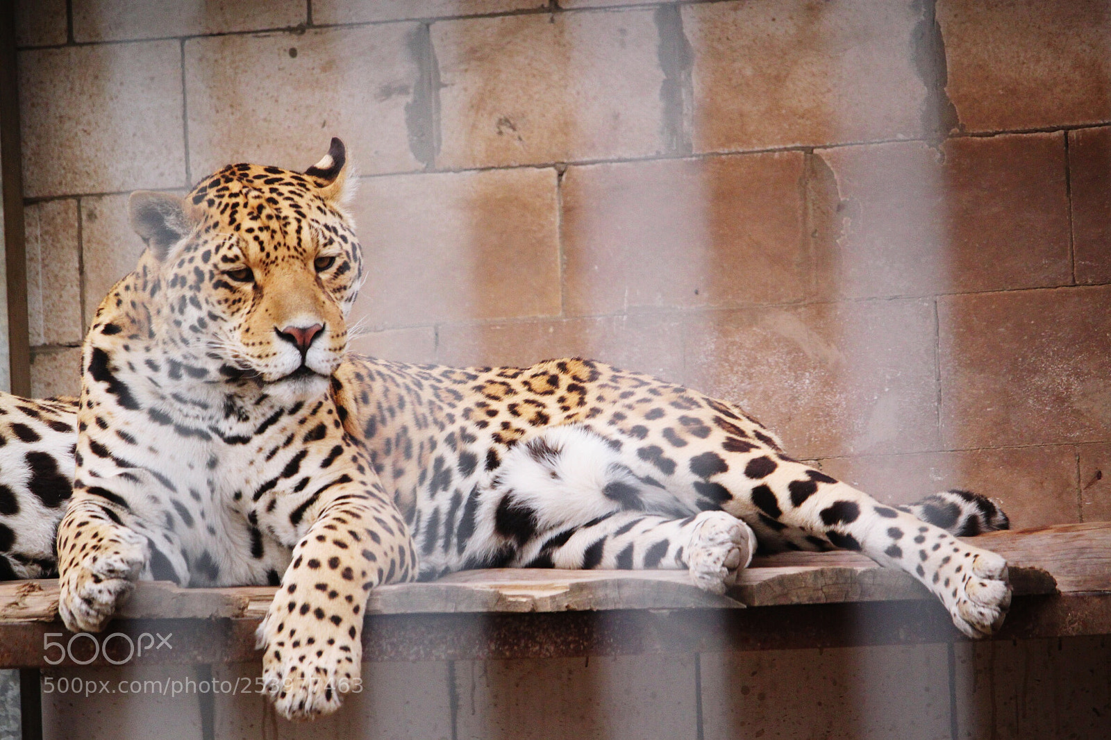 Canon EOS 500D (EOS Rebel T1i / EOS Kiss X3) sample photo. Captivity photography