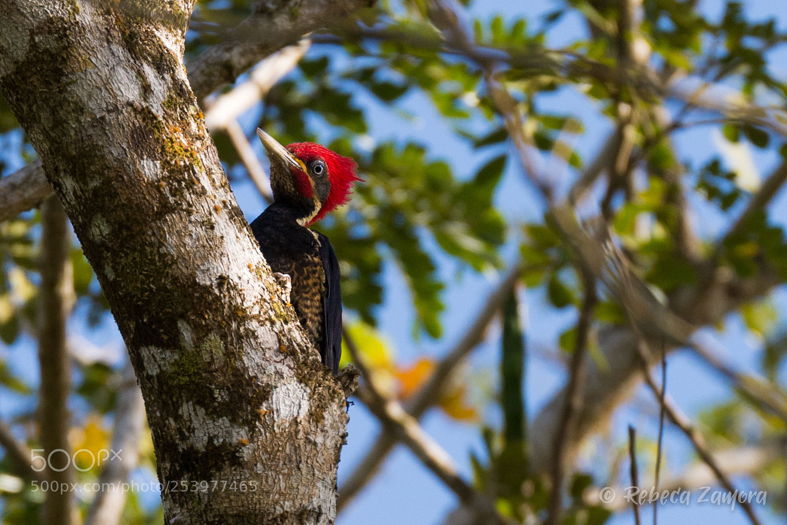 Nikon D7200 sample photo. Pajaro carpintero can o photography