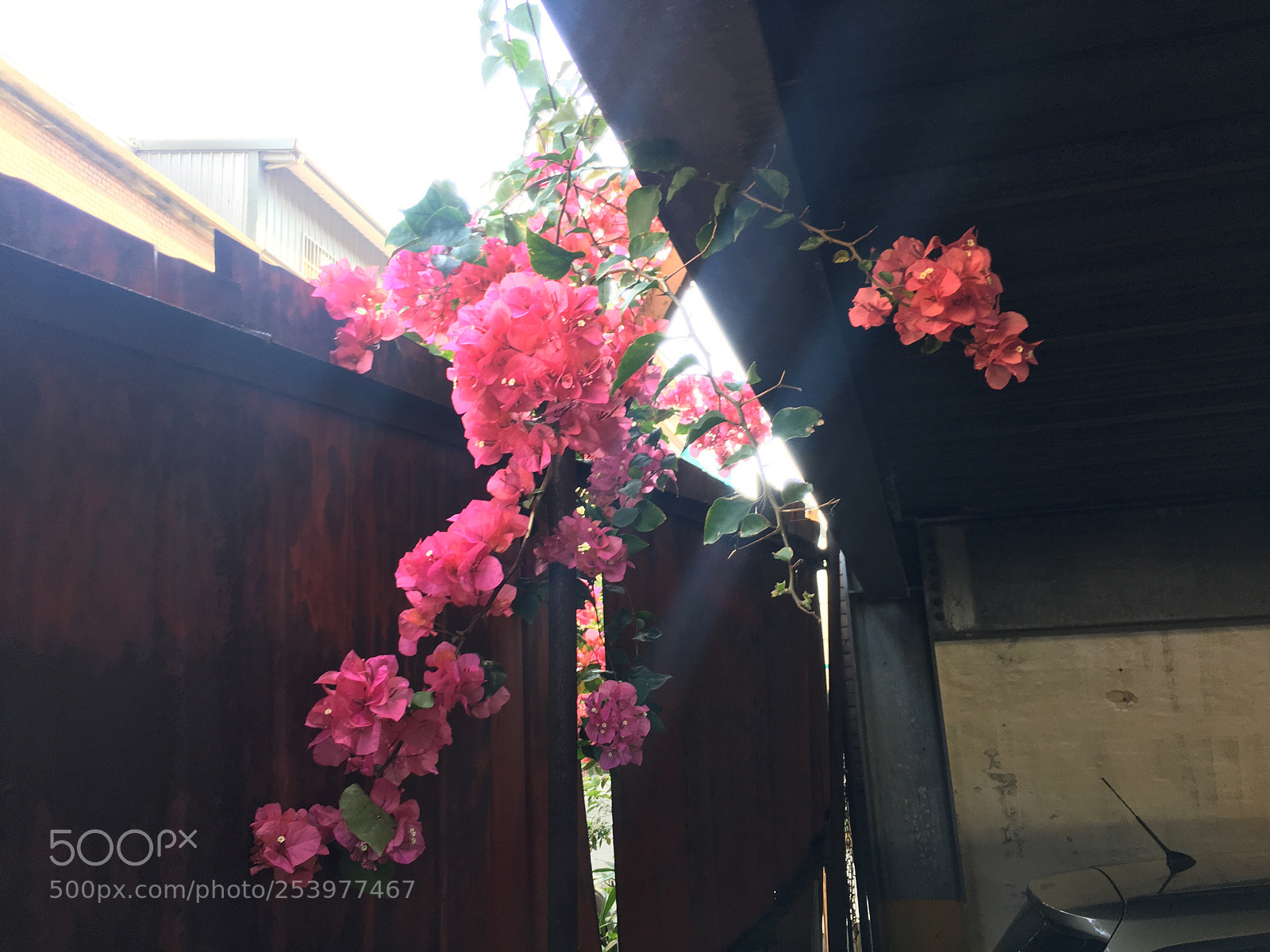 Apple iPhone 6s Plus sample photo. Untitled photography