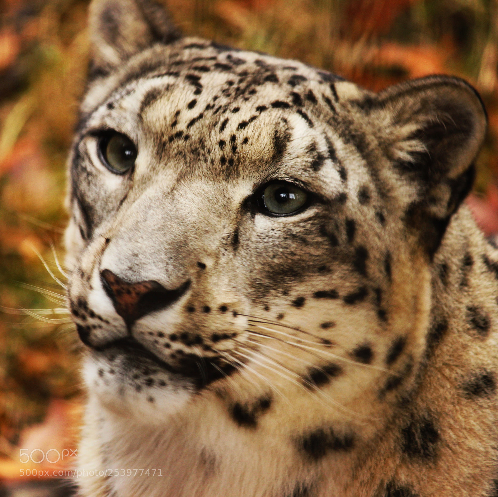 Canon EOS 600D (Rebel EOS T3i / EOS Kiss X5) sample photo. The snow leopard :) photography