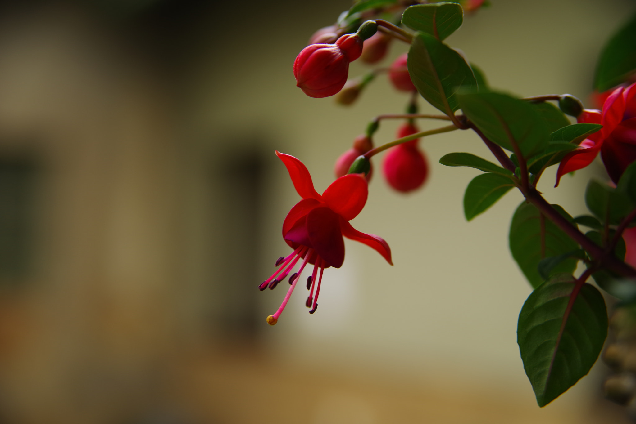 Pentax K-1 sample photo. Fuchsia photography