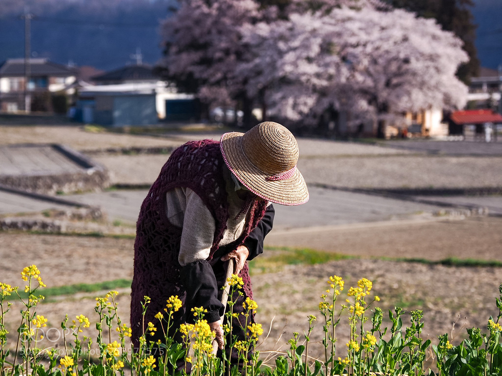 Olympus OM-D E-M10 II sample photo. Till the spring photography