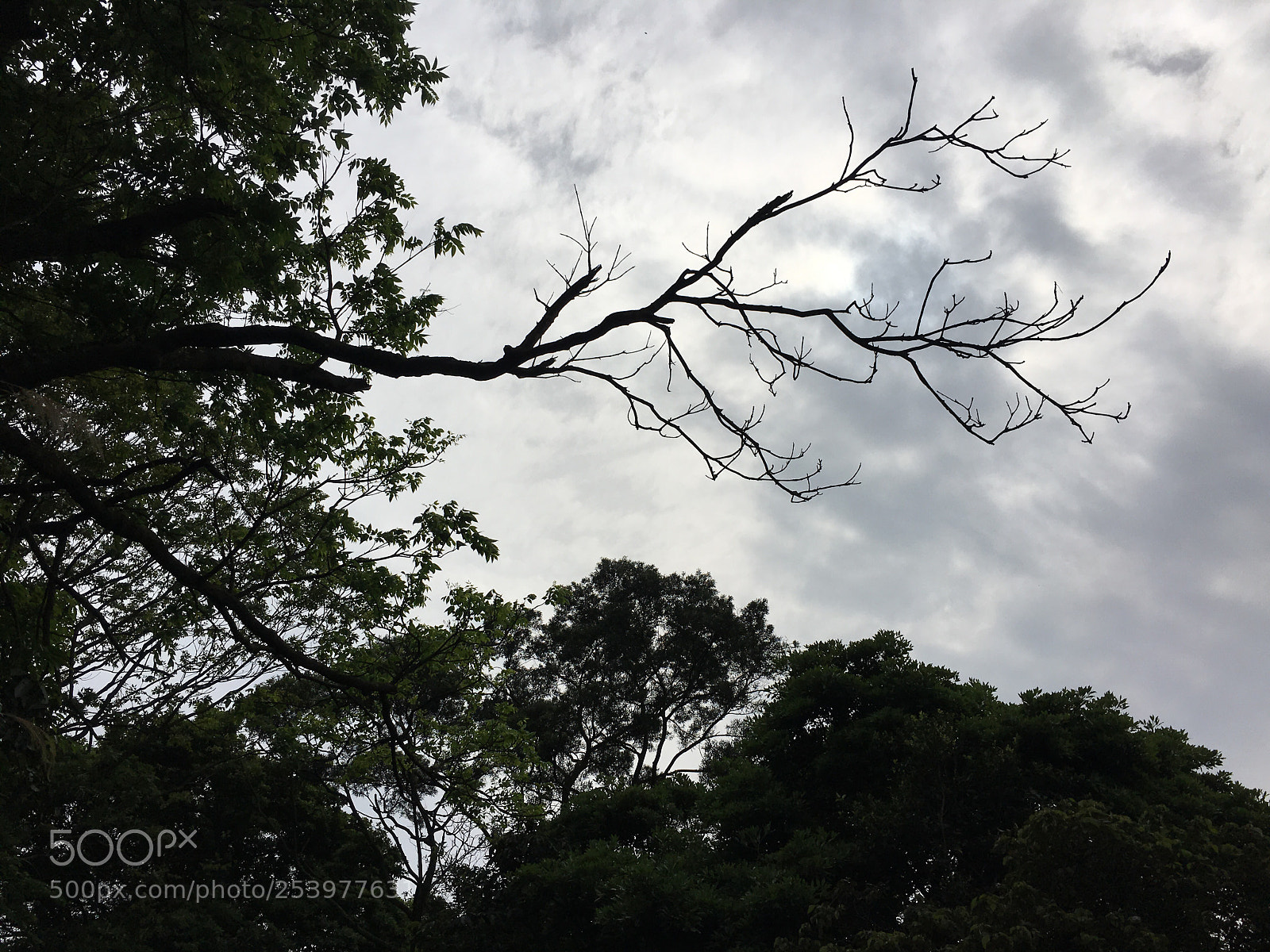 Apple iPhone 6s Plus sample photo. Untitled photography