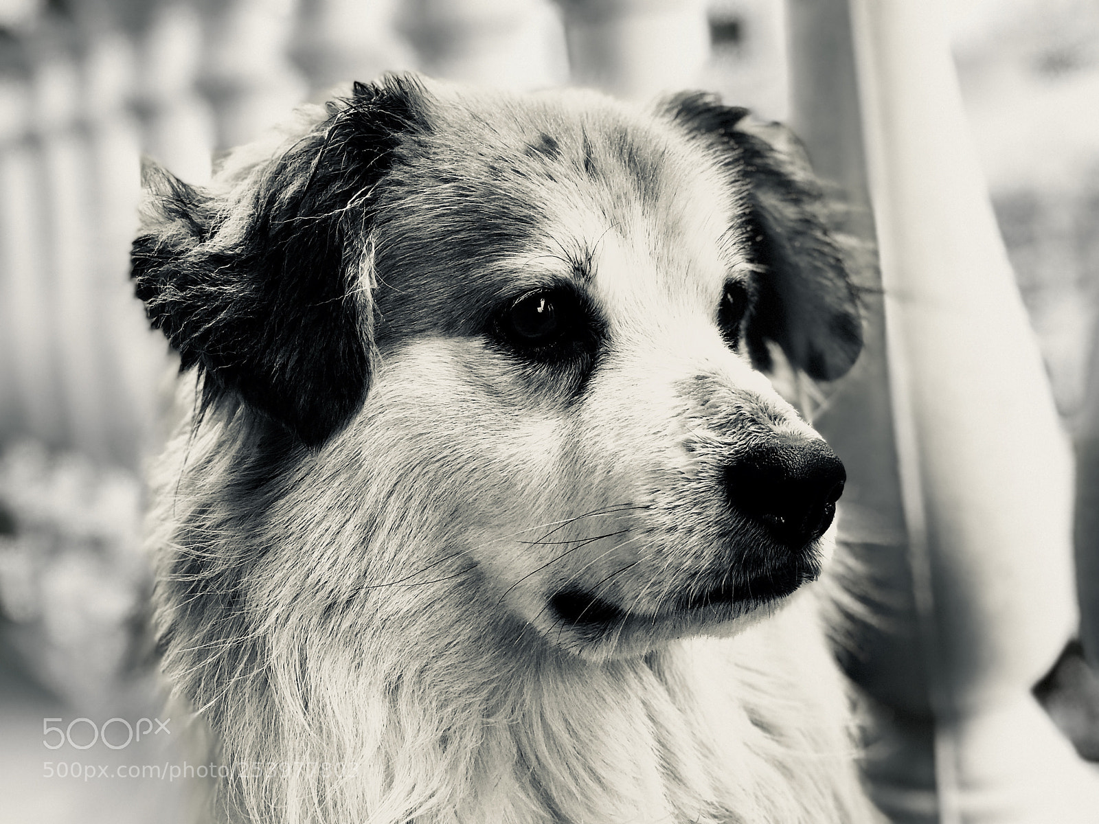 Apple iPhone 7 Plus sample photo. Rocco photography