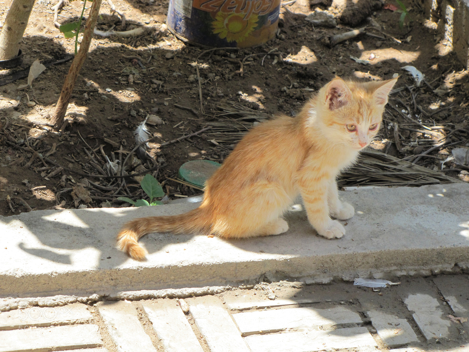 Canon PowerShot SX20 IS sample photo. Young cat photography
