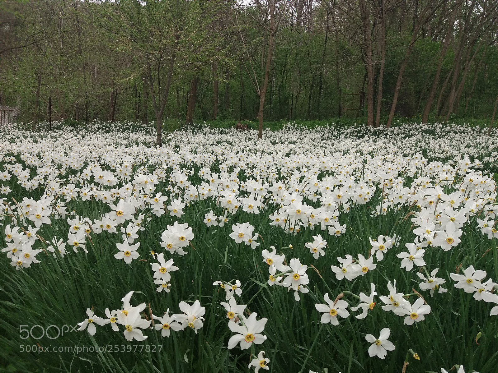 Samsung Galaxy J5(2016) sample photo. Narcise photography