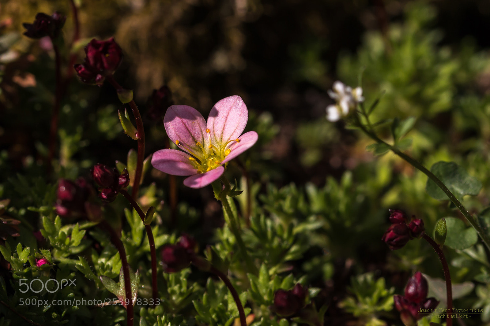 Canon EOS 70D sample photo. Flower ... photography