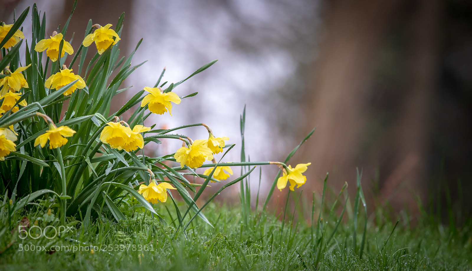 Canon EOS-1D X Mark II sample photo. Springtime photography